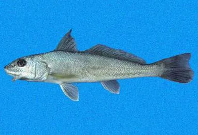 Paita kingcroaker (Menticirrhus paitensis)