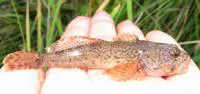 Paiute sculpin (Cottus beldingii)