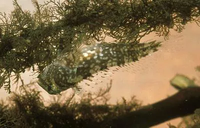 Paiva's blenny (Lupinoblennius paivai)