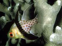 Pajama cardinalfish (Sphaeramia nematoptera)