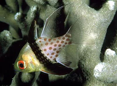 Pajama cardinalfish (Sphaeramia nematoptera)