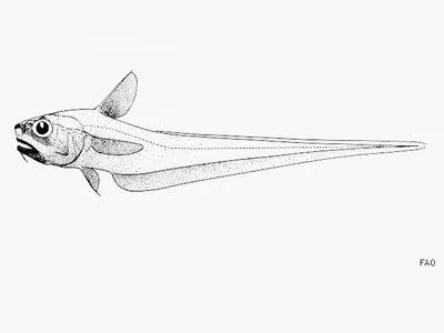 Palau grenadier (Ventrifossa macroptera)