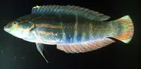 Pale-barred coris (Coris dorsomacula)