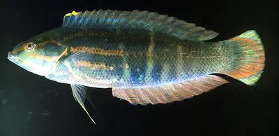 Pale-barred coris (Coris dorsomacula)