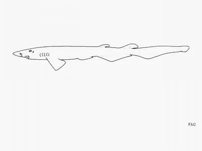 Pale catshark (Apristurus sibogae)