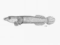 Pale clingfish (Lepadichthys caritus)