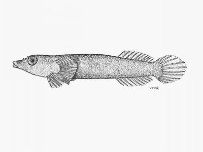 Pale clingfish (Lepadichthys caritus)