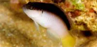 Pale dottyback (Pseudochromis pesi)