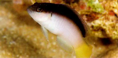 Pale dottyback (Pseudochromis pesi)