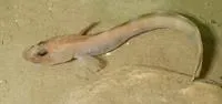 Pale eelpout (Lycodes pallidus)