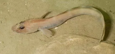 Pale eelpout (Lycodes pallidus)