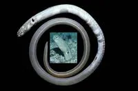 Pale green eel (Heteroconger digueti)