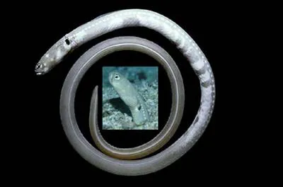 Pale green eel (Heteroconger digueti)