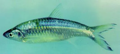 Pale rasbora (Rasbora aurotaenia)