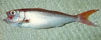 Pale snapper (Etelis radiosus)