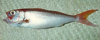 Pale snapper (Etelis radiosus)