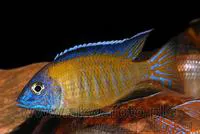 Pale Usisya aulonocara (Aulonocara steveni)