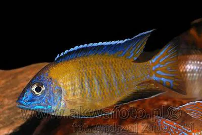Pale Usisya aulonocara (Aulonocara steveni)
