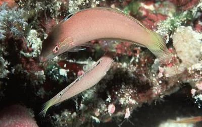 Pale wrasse (Halichoeres pallidus)