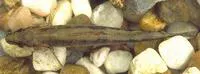 Paleback darter (Etheostoma pallididorsum)