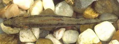 Paleback darter (Etheostoma pallididorsum)