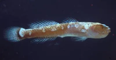 Paleback goby (Gobulus myersi)
