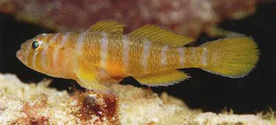 Palebarred goby (Priolepis pallidicincta)