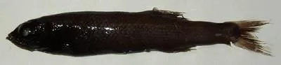 Palebelly searsid (Barbantus curvifrons)