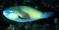 Palecheek parrotfish (Chlorurus japanensis)