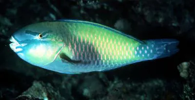 Palecheek parrotfish (Chlorurus japanensis)