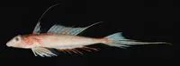 Palefin dragonet (Synchiropus goodenbeani)
