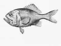 Palefin sawbelly (Hoplostethus latus)