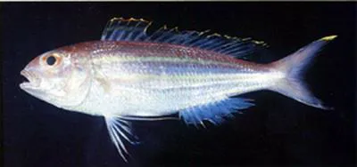 Palefin threadfin bream (Nemipterus thosaporni)