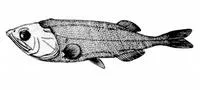 Palegold searsid (Maulisia argipalla)