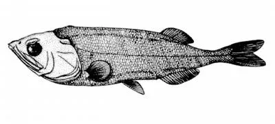 Palegold searsid (Maulisia argipalla)