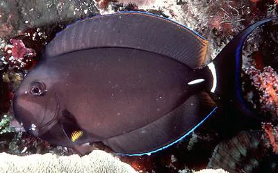 Palelipped surgeonfish (Acanthurus leucocheilus)
