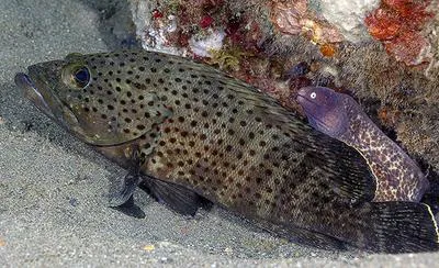 Palemargin grouper (Epinephelus bontoides)