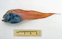Palemouth snailfish (Psednos balushkini)
