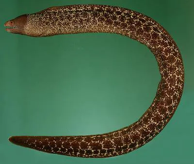 Palenose moray (Gymnothorax flavoculus)