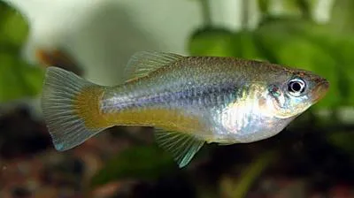 Palenque priapella (Priapella compressa)