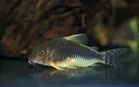 Palespotted corydoras (Corydoras gossei)
