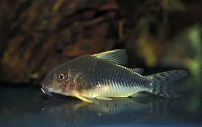 Palespotted corydoras (Corydoras gossei)