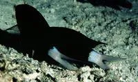 Paletail chromis (Chromis xanthura)