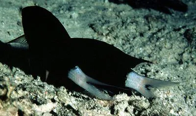 Paletail chromis (Chromis xanthura)