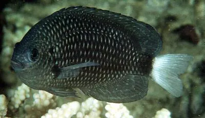 Paletail damsel (Pomacentrus trichrourus)