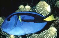Palette surgeonfish (Paracanthurus hepatus)
