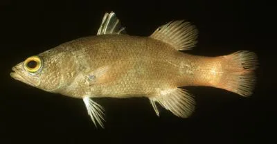 Pallid basslet (Liopropoma pallidum)
