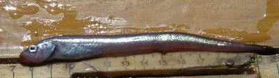 Pallid eelpout (Lycodapus mandibularis)