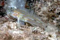 Pallid goby (Coryphopterus eidolon)