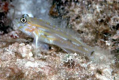 Pallid goby (Coryphopterus eidolon)